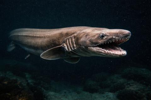 Палеонтологи нашли позвонки гигантской акулы в формации Дарвина — Communications Biology