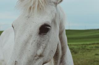 Запах человеческого страха снизил контакт лошадей с людьми — Плотин Жарда
