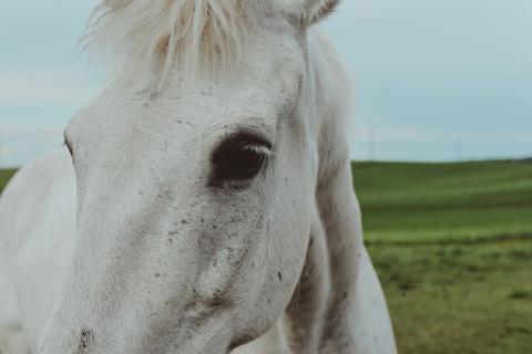 Запах человеческого страха снизил контакт лошадей с людьми — Плотин Жарда