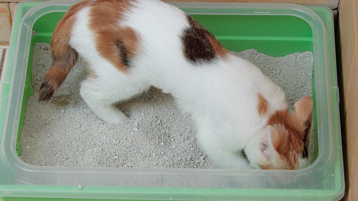 Кошка в лотке Кошка в лотке