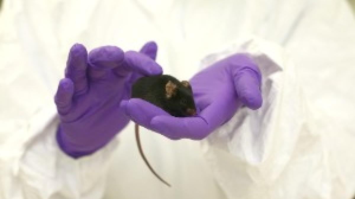 Black-mouse-in-gloved-hands Black-mouse-in-gloved-hands