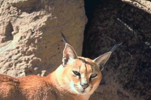 BBC: черноногая кошка в Южной Африке охотится до 15 раз за ночь