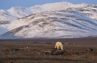 Китовая аллея на Итыгранe демонстрирует древние ритуалы севера