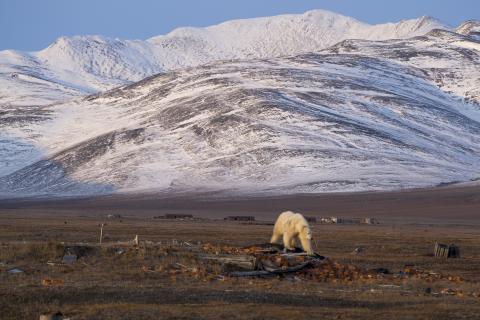 Китовая аллея на Итыгранe демонстрирует древние ритуалы севера