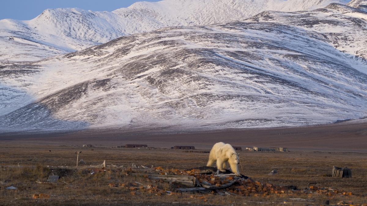Белый медведь
