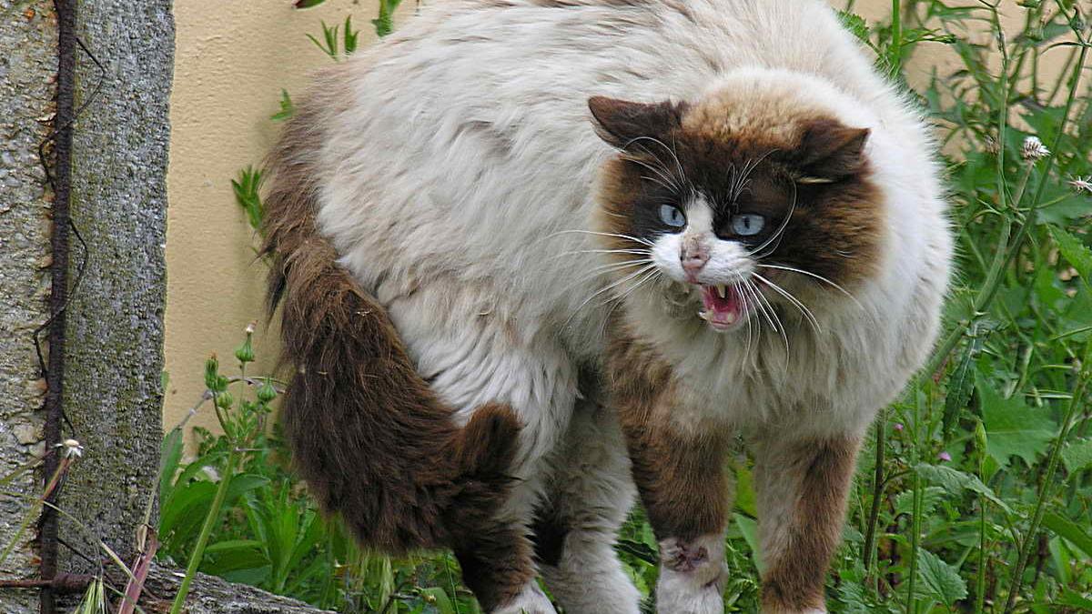Злая кошка