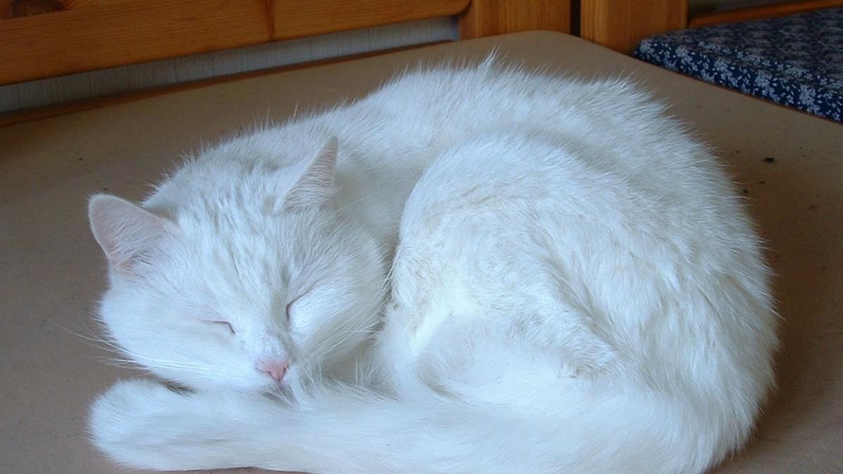 Белый кот
