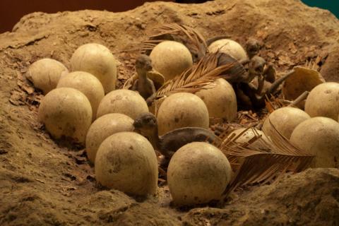 В Китае нашли яйца динозавров, заполненные кристаллами — Diseases of Aquatic Organisms
