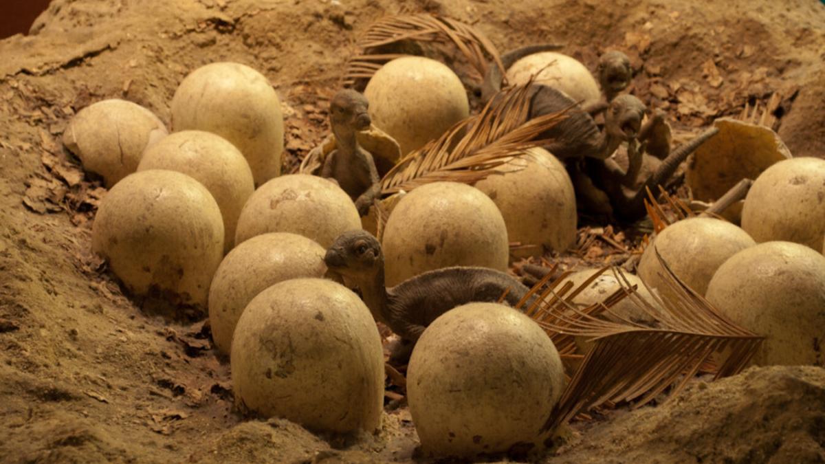 Яйца динозавра