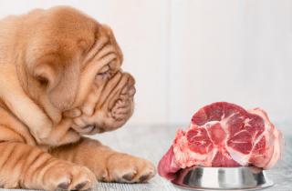 Кормление собак сырым мясом увеличивает риск заражения людей устойчивыми к антибиотикам бактериями