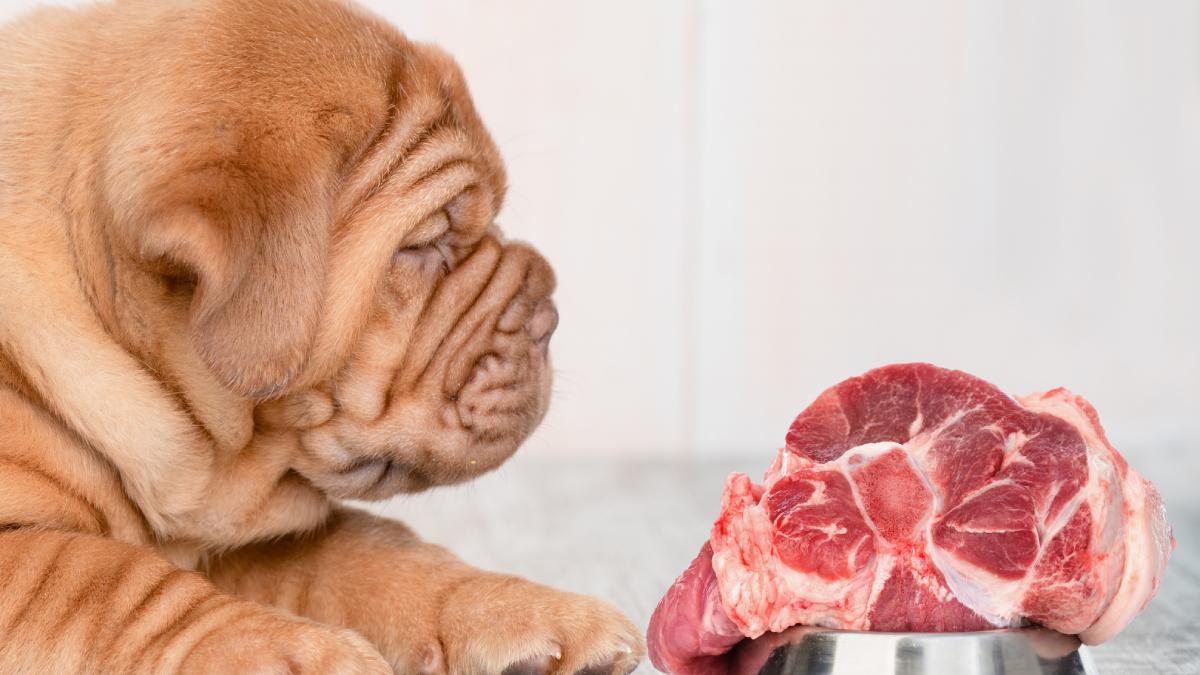 Щенок шарпея с куском мяса