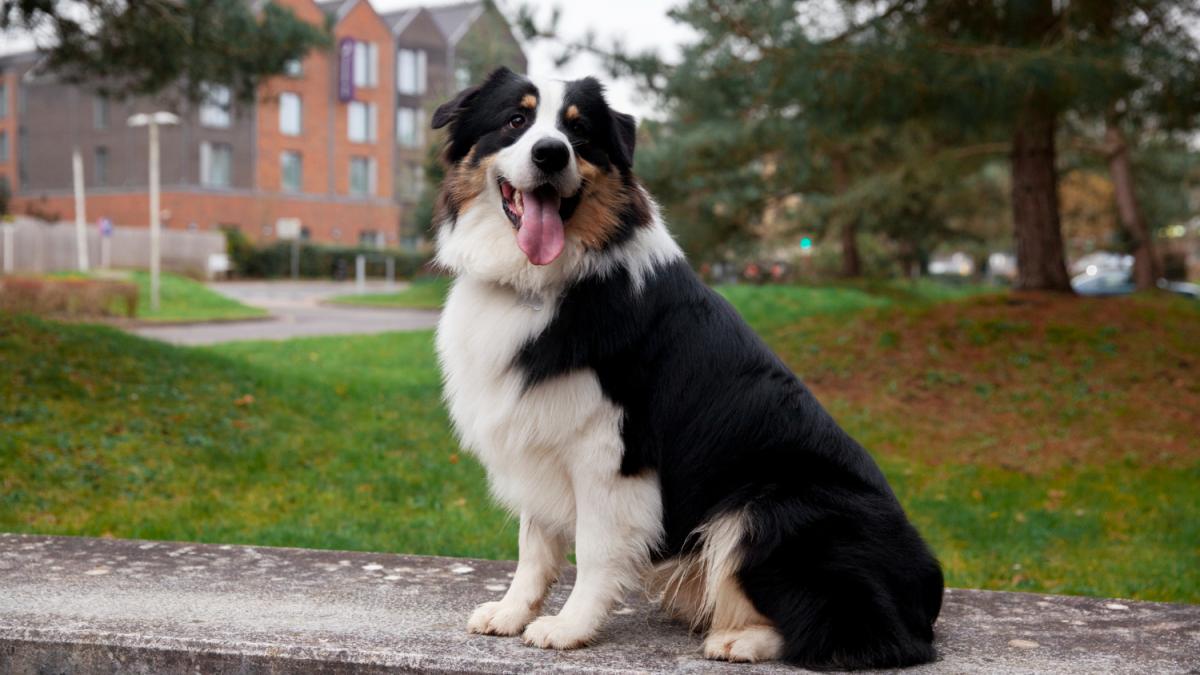 Красивая собака бордер-колли