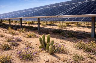 Казалось, здесь будет мёртвая зона — но солнечная станция запустила взрыв жизни в пустыне