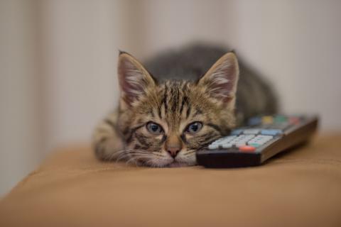 Учёные: недостаток игр и стимулов приводит кошек к стрессу и перееданию
