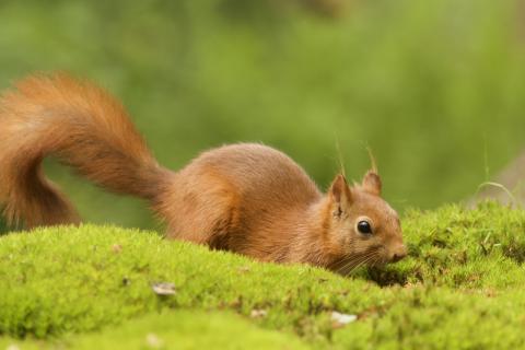 Белки в Екатеринбурге стали чаще переносить бешенство — E1.ru