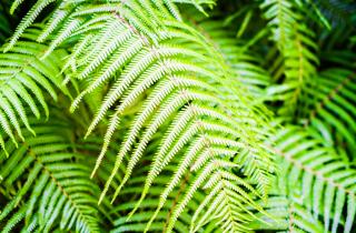 Папоротник дома очищает воздух и защищает от негатива — ботаник Анна Воробьёва