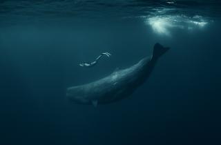 Учёные связали большинство выбросов китов с болезнями — UH Manoa