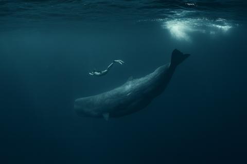 Учёные связали большинство выбросов китов с болезнями — UH Manoa