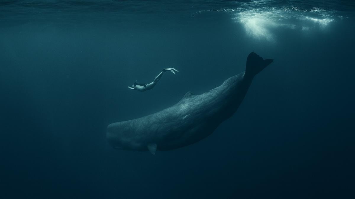Ныряльщик и кашалот под водой
