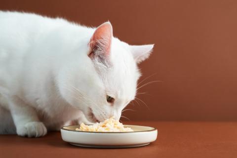 Учёные: цитрусовые, лук и кофе вызывают у кошек отвращение и могут быть токсичны