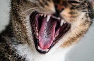 Неприятный запах изо рта кошки часто связан с зубным камнем или гингивитом