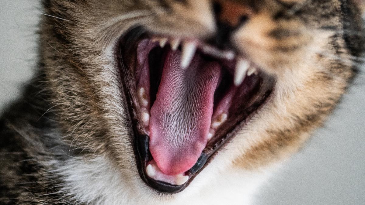 Пасть кошки