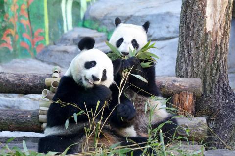 Япония возвращает последних панд в Китай в 2026 году — Kyodo