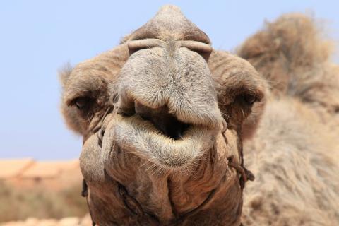 В пустыне Нефуд обнаружены наскальные рисунки верблюдов возрастом 12 000 лет