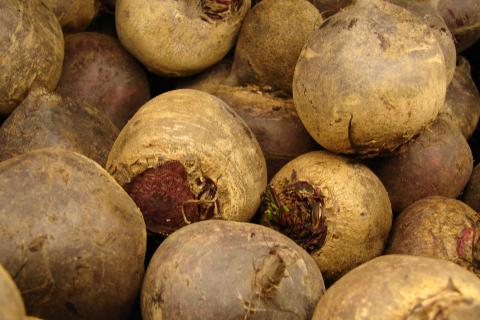 Подзимний посев свёклы обеспечивает ранний урожай и здоровые всходы — агроном Елена Ковалева