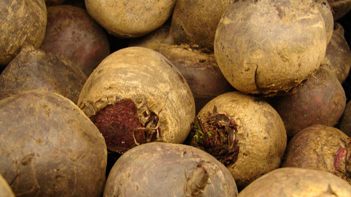 Свёкла Свёкла