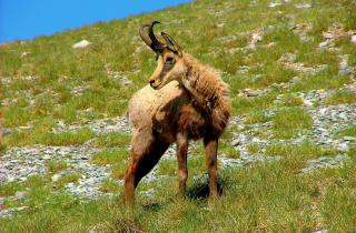 Эксперт Табуларис: балканская серна находится под угрозой исчезновения