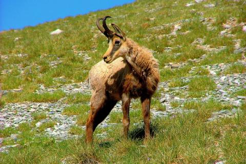 Эксперт Табуларис: балканская серна находится под угрозой исчезновения