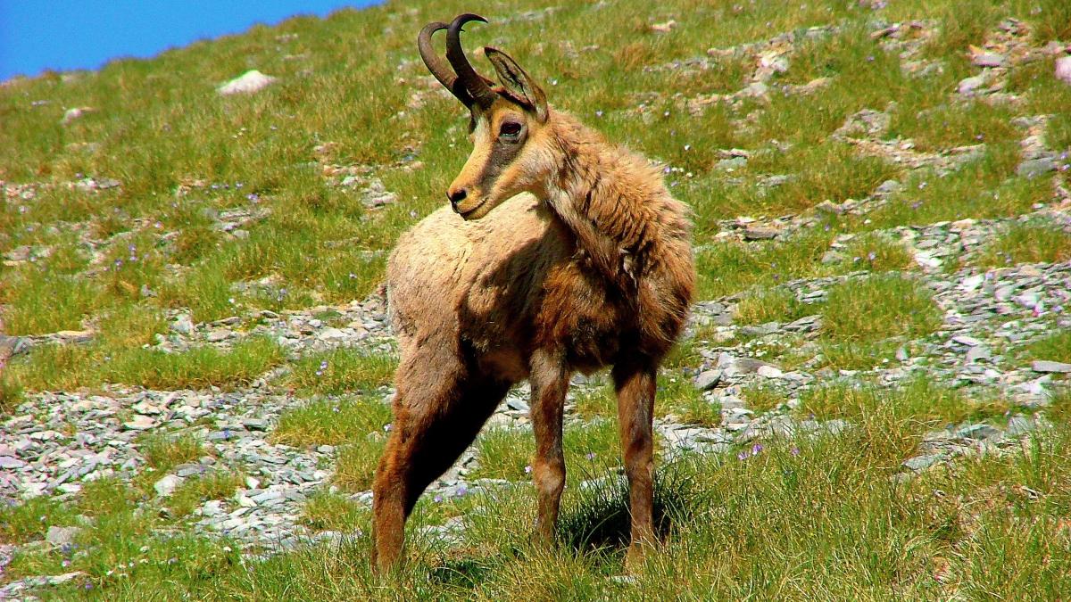 Балканская серна