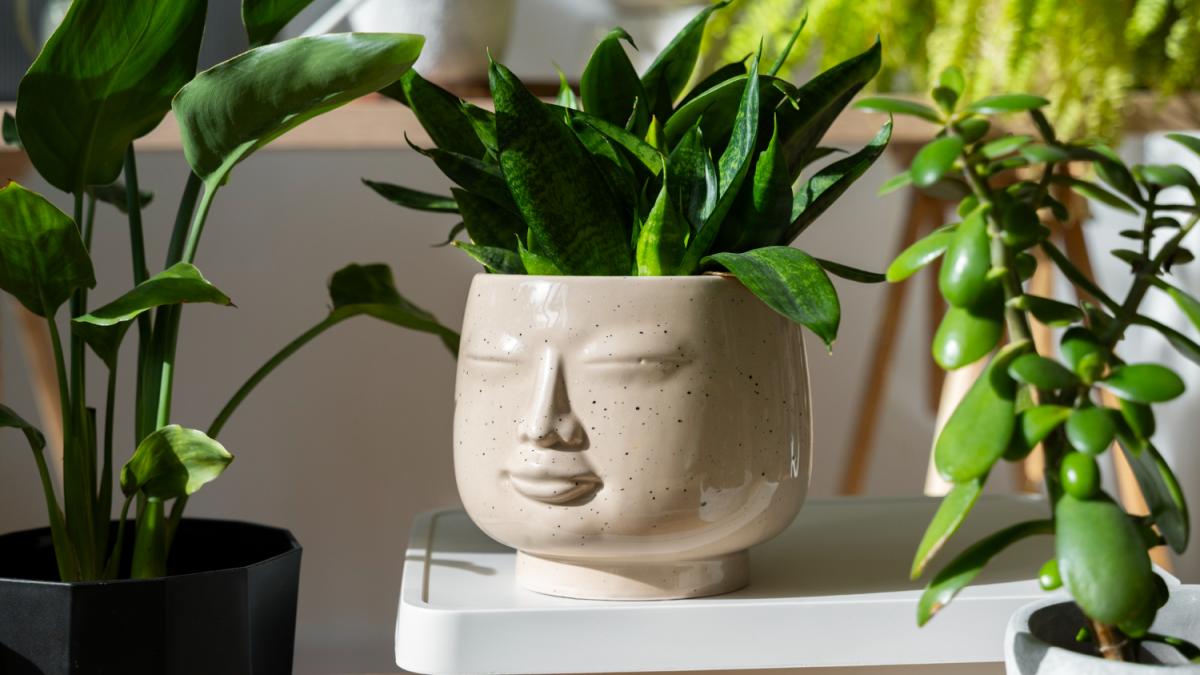 Комнатные растения Комнатные растения