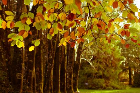 Путеводитель по осени на Дальнем Востоке: где найти природу, как на картинке