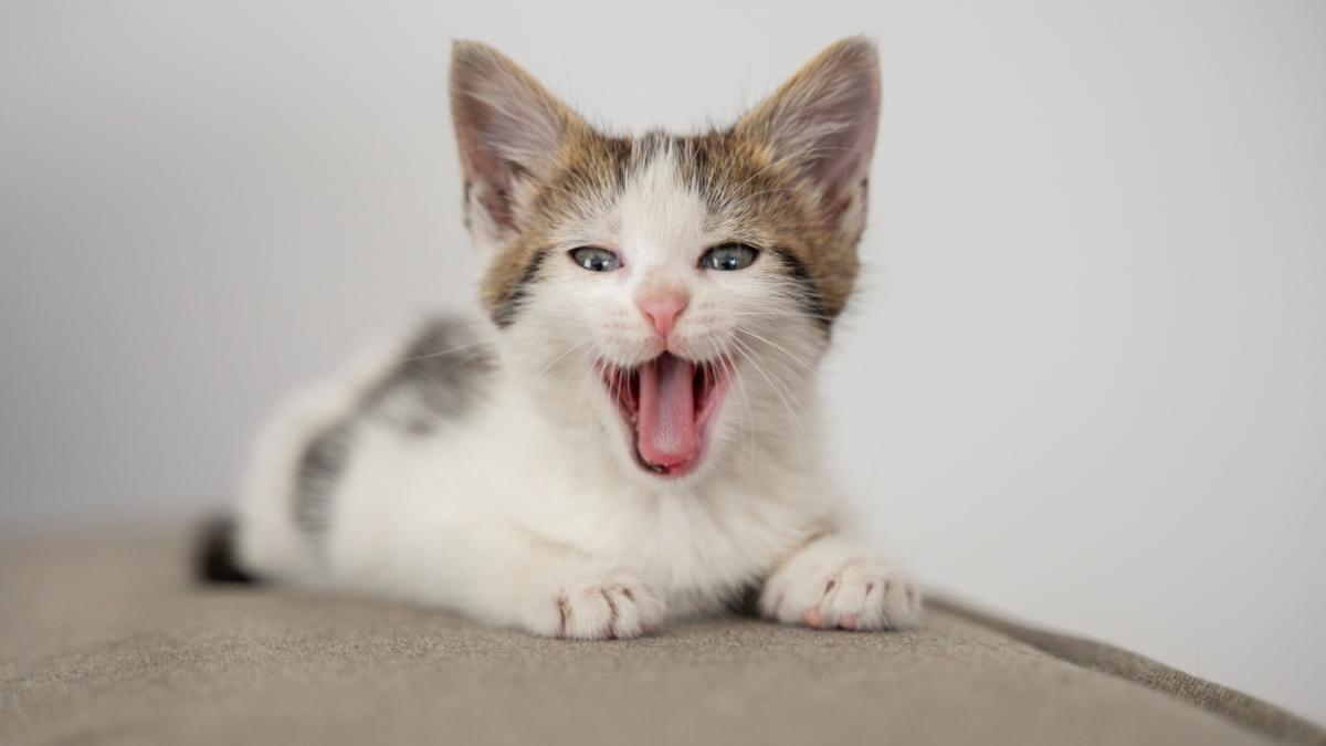 Котенок