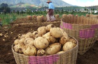 Картофель теряет продуктивность при вегетативном размножении — предупреждает Иван Прудников