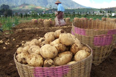 Картофель теряет продуктивность при вегетативном размножении — предупреждает Иван Прудников