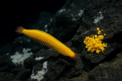 В сетчатке морских червей нашли активные стволовые клетки — учёные