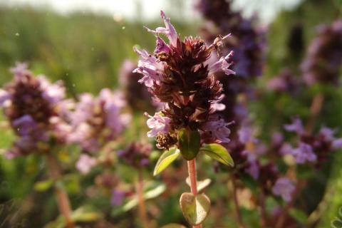 Чабер и чабрец относятся к разным растениям и видам — Сад и огород