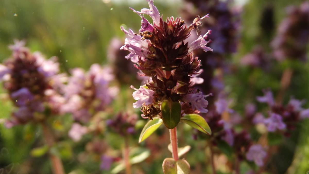 Чабрец (Богородская трава)