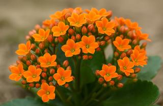 Каланхоэ очищает воздух в рабочих зонах — эксперты по фитодизайну