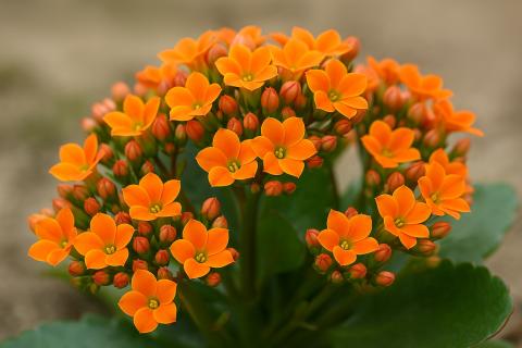 Каланхоэ очищает воздух в рабочих зонах — эксперты по фитодизайну