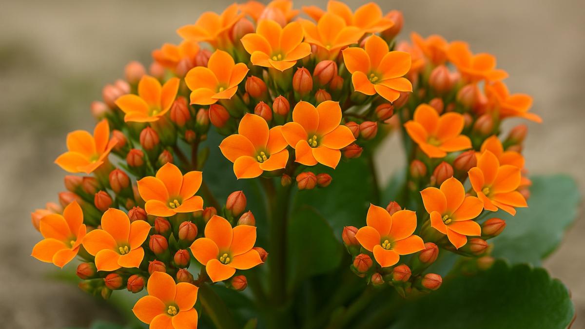 Цветок каланхоэ