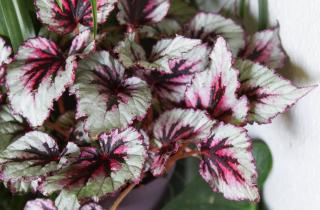 Температуру для всходов бегонии поддерживают на уровне 25 °C — Сад и огород