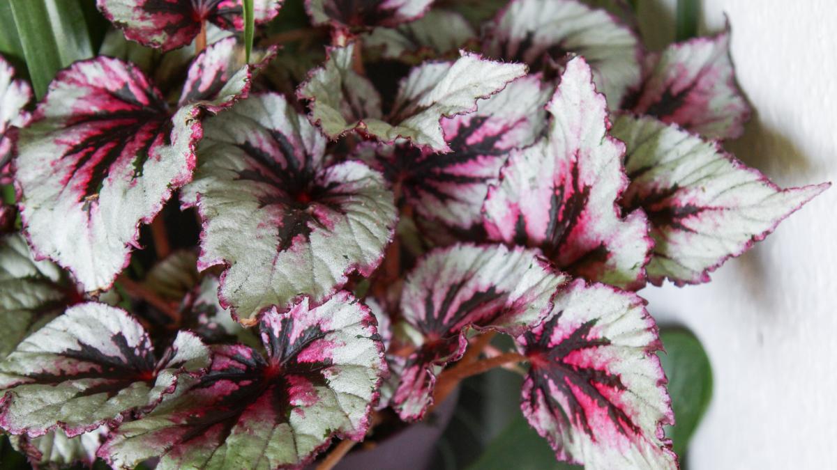 Блатбегония