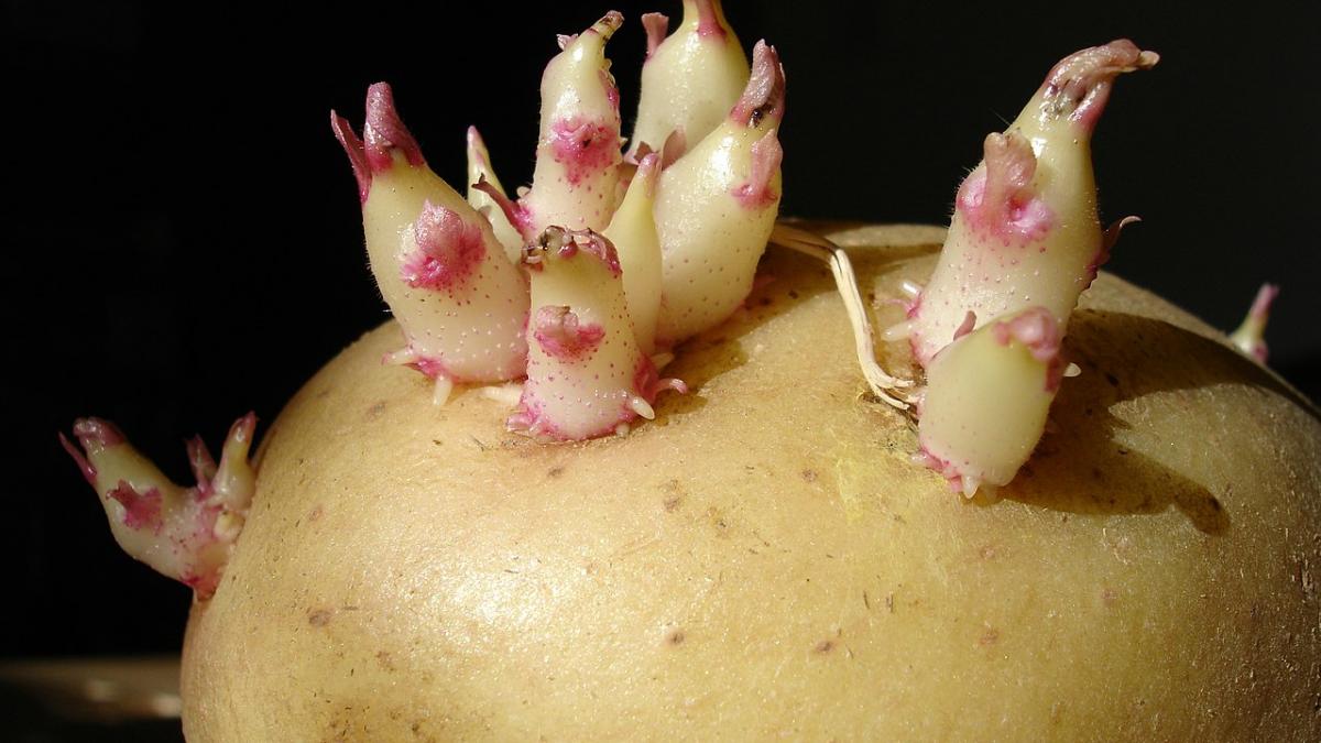 Проросший картофель Проросший картофель
