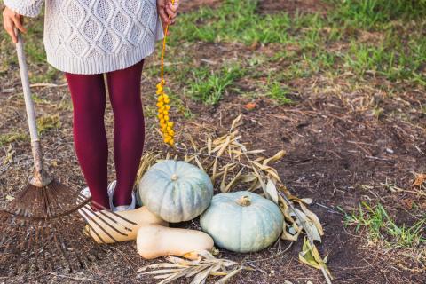 Тыква даёт высокий урожай при правильной посадке и формировании плетей — агроном Марина Кузнецова
