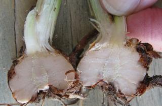 Гладиолусы начинают цвести пышнее при правильной обработке луковиц — советы Ольги Левиной