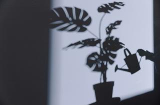 Эксперты советуют вращать растения, чтобы компенсировать недостаток естественного освещения